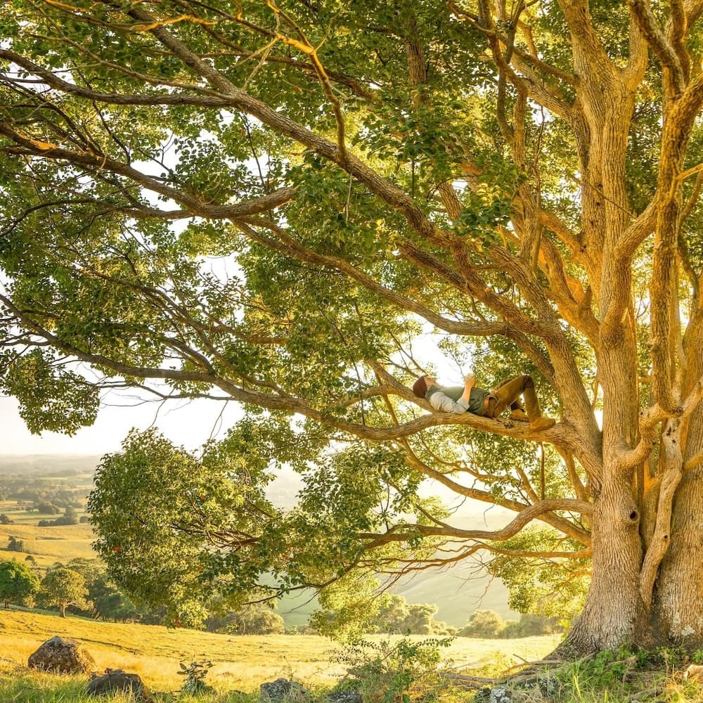 Life Lessons from Trees - Growing One Step at a Time